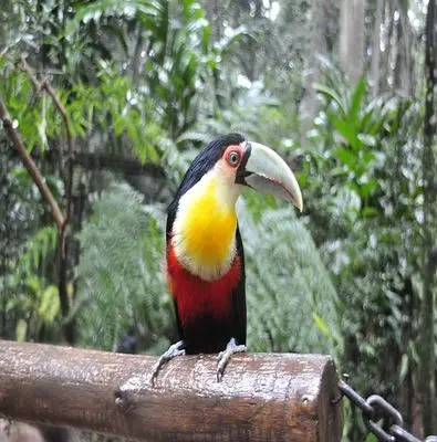 Tucan auf einem Ast im Regenwald